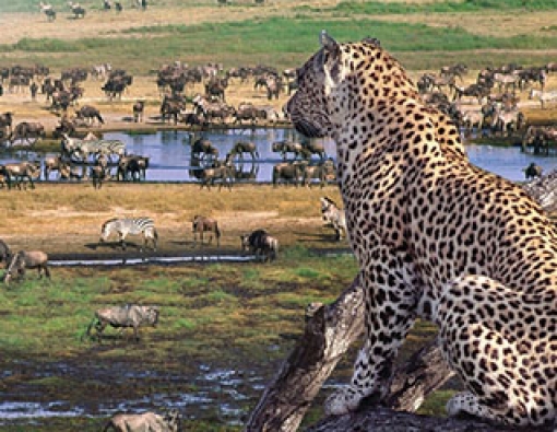 5 Days lodge safari in Lake Manyara National Park,Ngorongoro crater & Serengeti National Park 