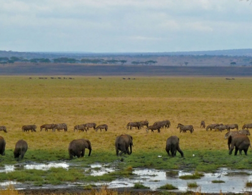 6 Days lodge safari in Tarangire national park,Serengeti National Park,Lake Manyara National Park &Ngorongoro crater 