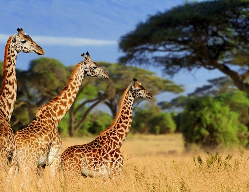 6 Days camping safari in Tarangire national park,Serengeti National Park,Lake Manyara National Park &Ngorongoro crater 